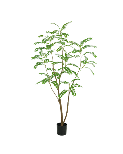 Mimosa tree 210cm